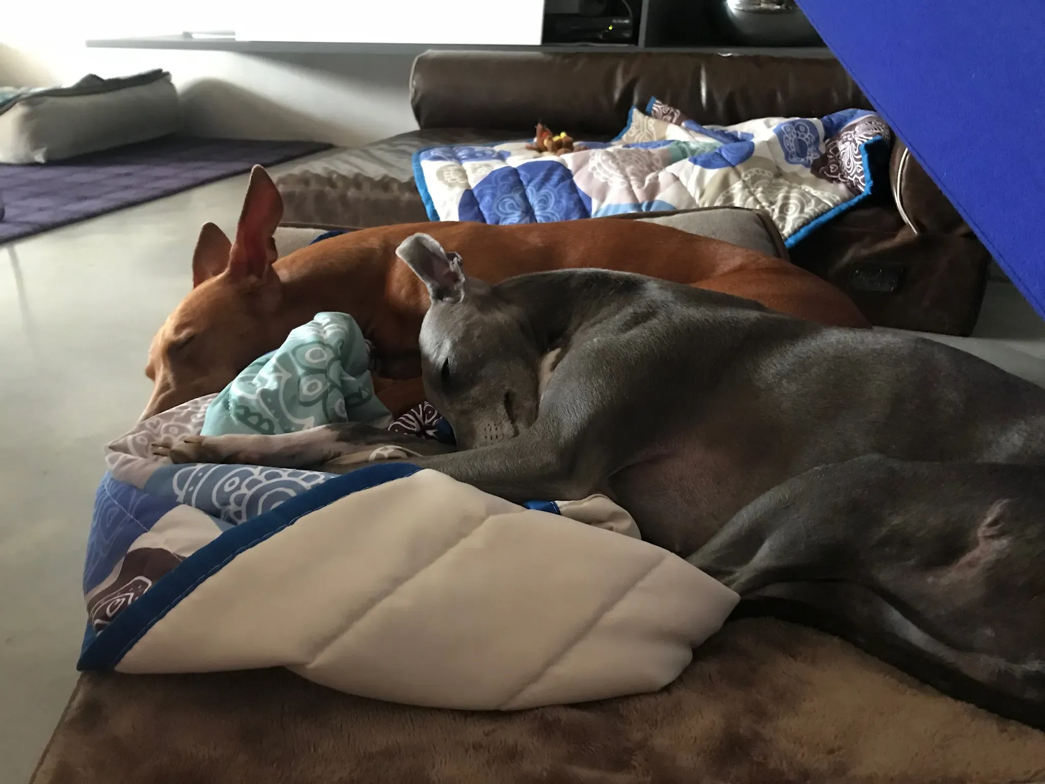 FELICI A CASA WINNIE1