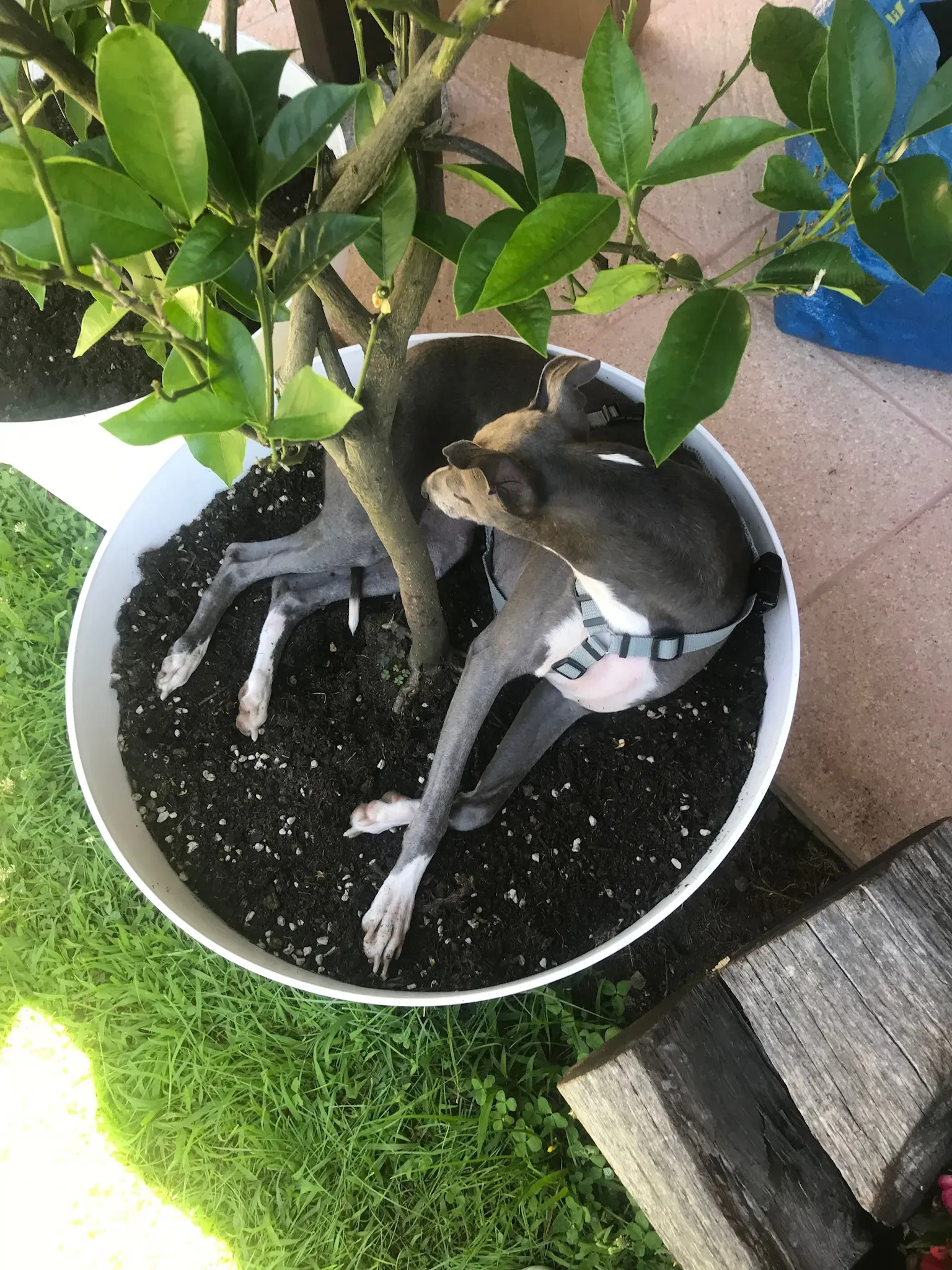 FELICI A CASA WINNIE3