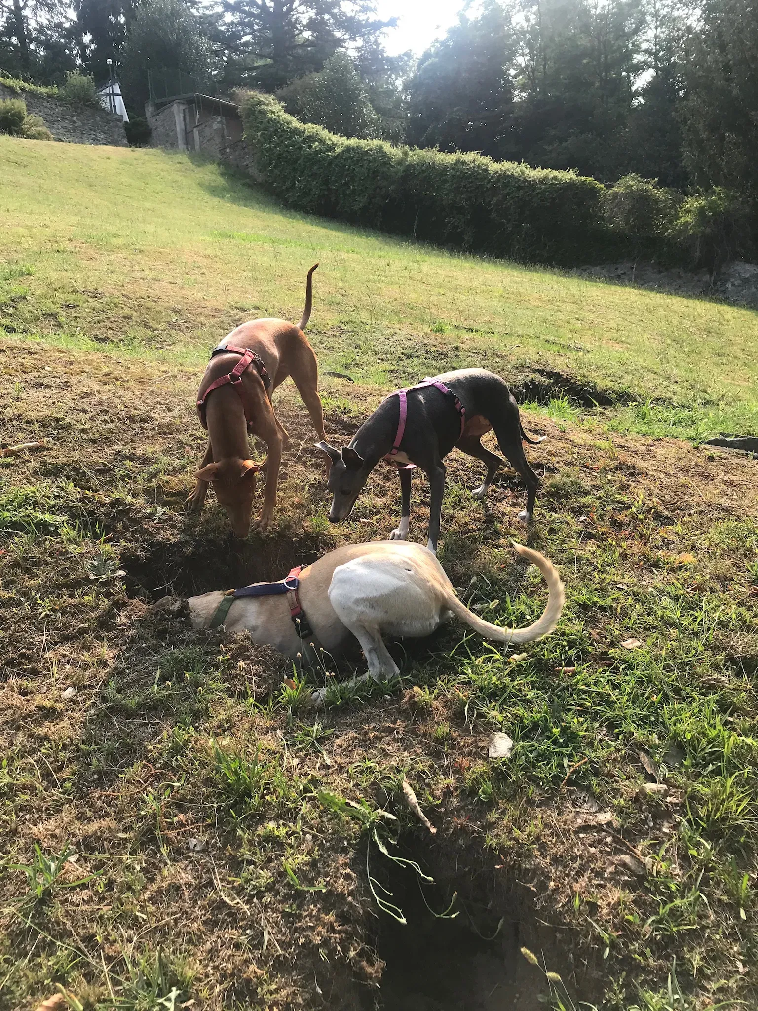 FELICI A CASA WINNIE4