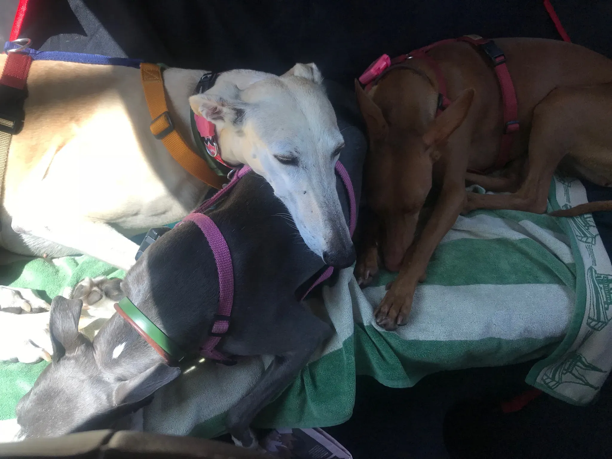 FELICI A CASA WINNIE5