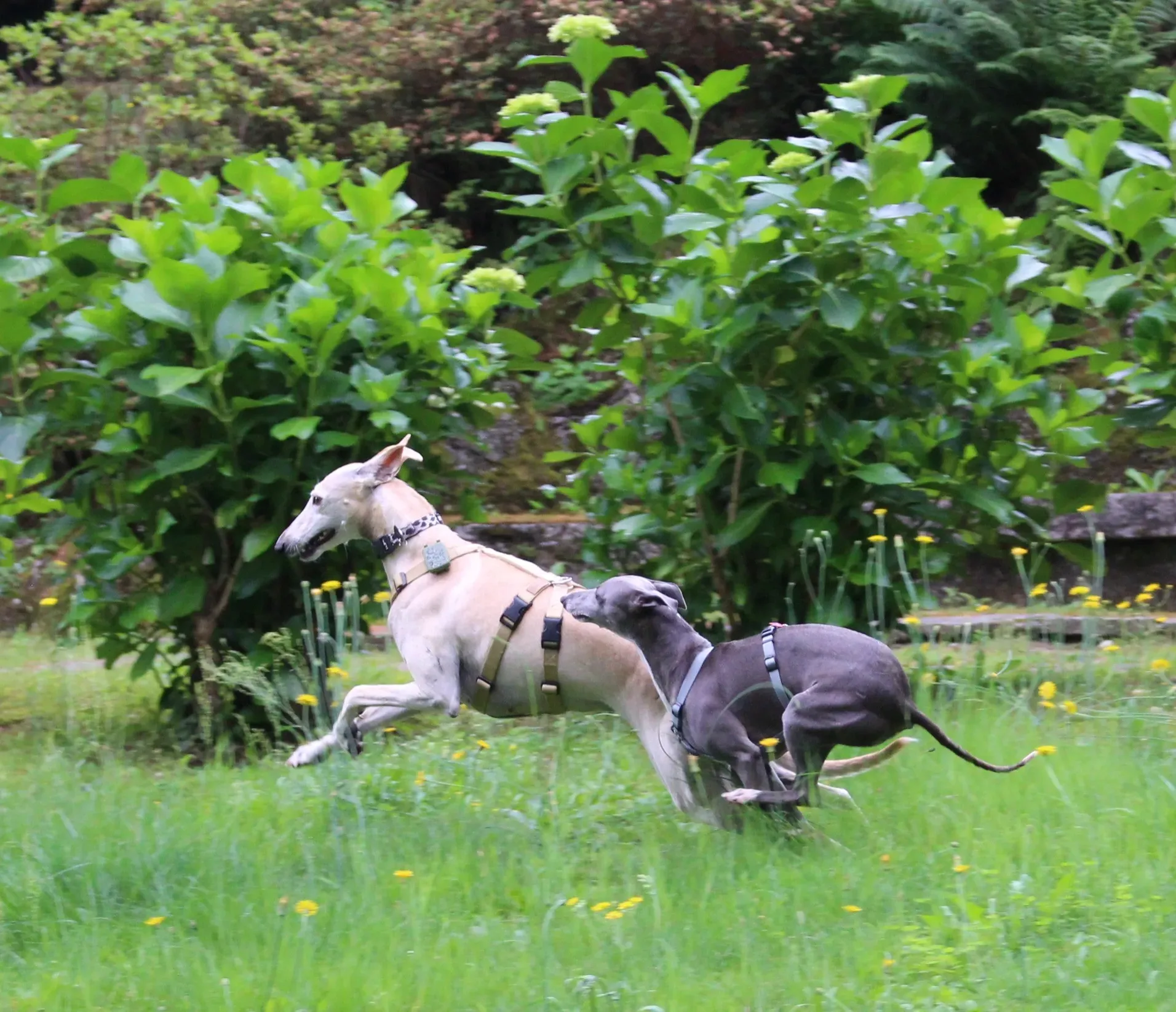 FELICI A CASA WINNIE6 1