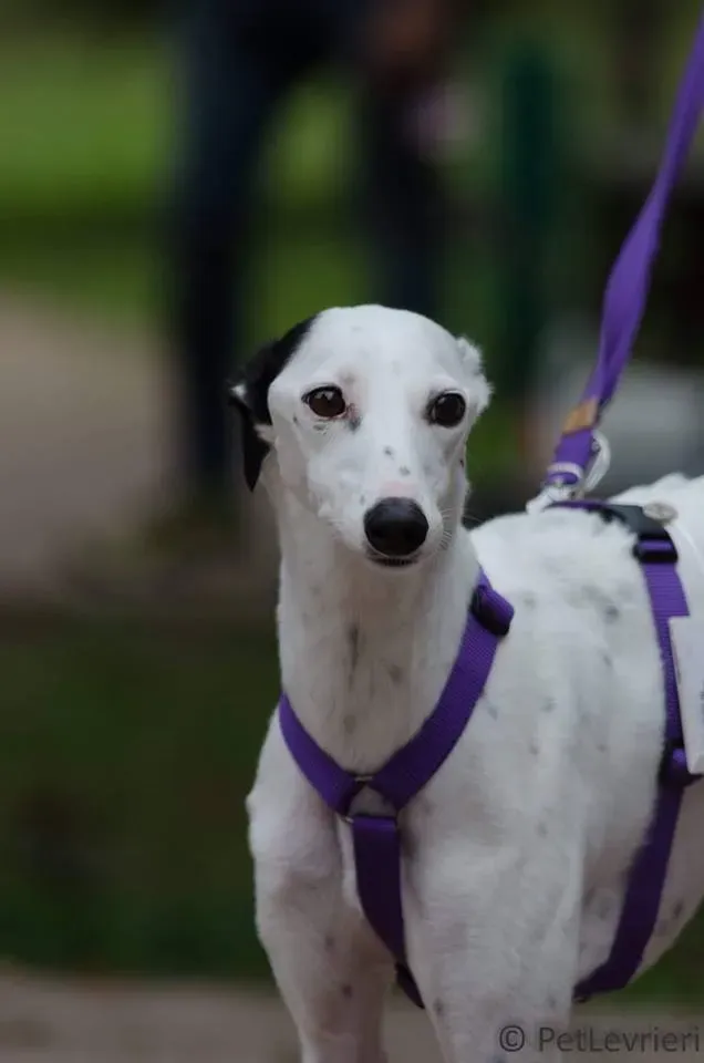 FELICI A CASA doroty4