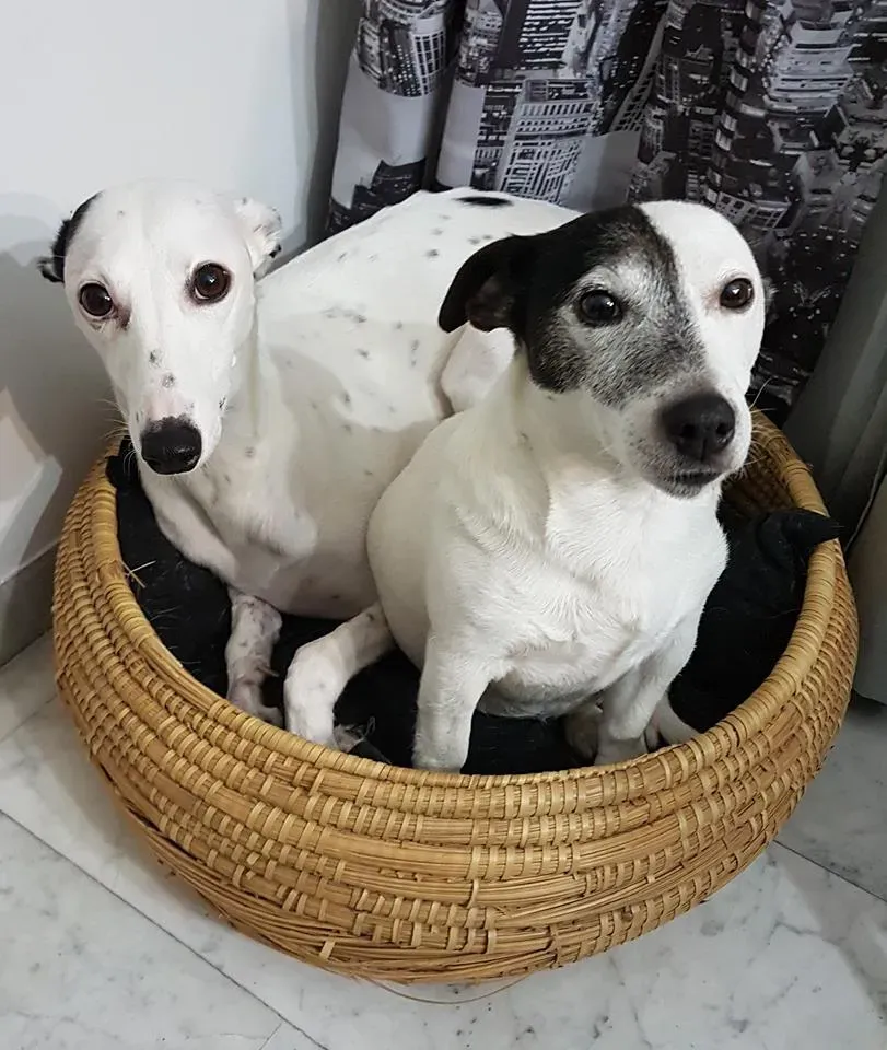 FELICI A CASA doroty6