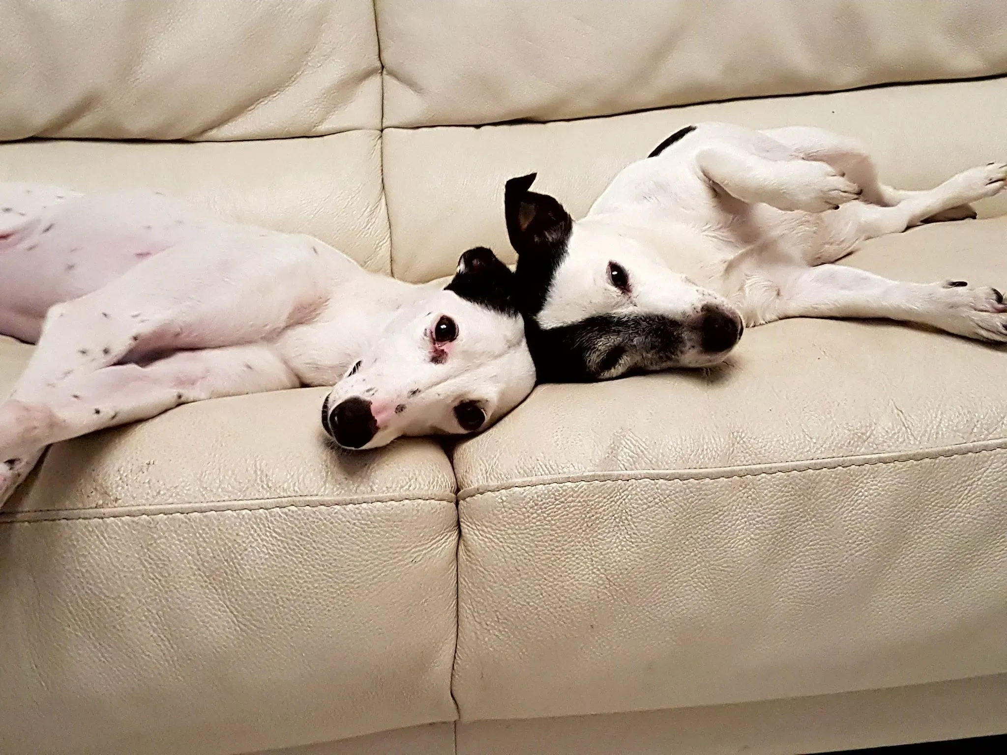 FELICI A CASA doroty7