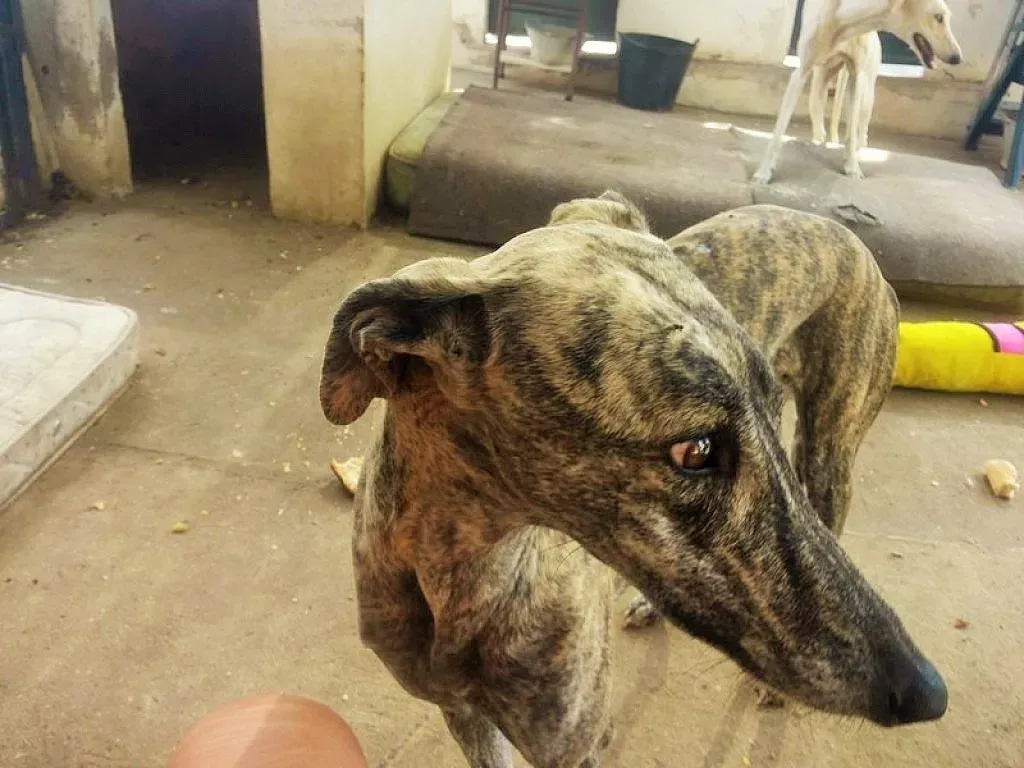 FELICITA e1544698756565