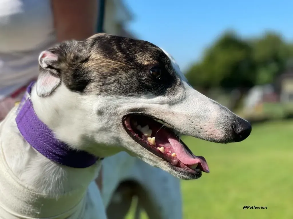 FRODO GREYHOUND ADOZIONE LEVRIERI 1 1