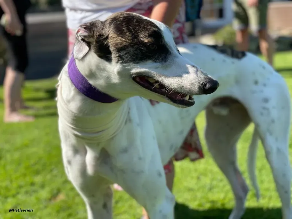 FRODO GREYHOUND ADOZIONE LEVRIERI 2 1