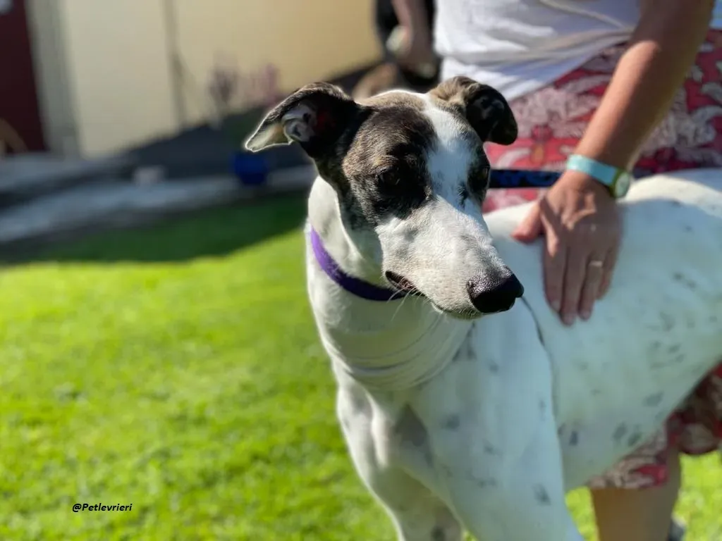 FRODO GREYHOUND ADOZIONE LEVRIERI 3 1