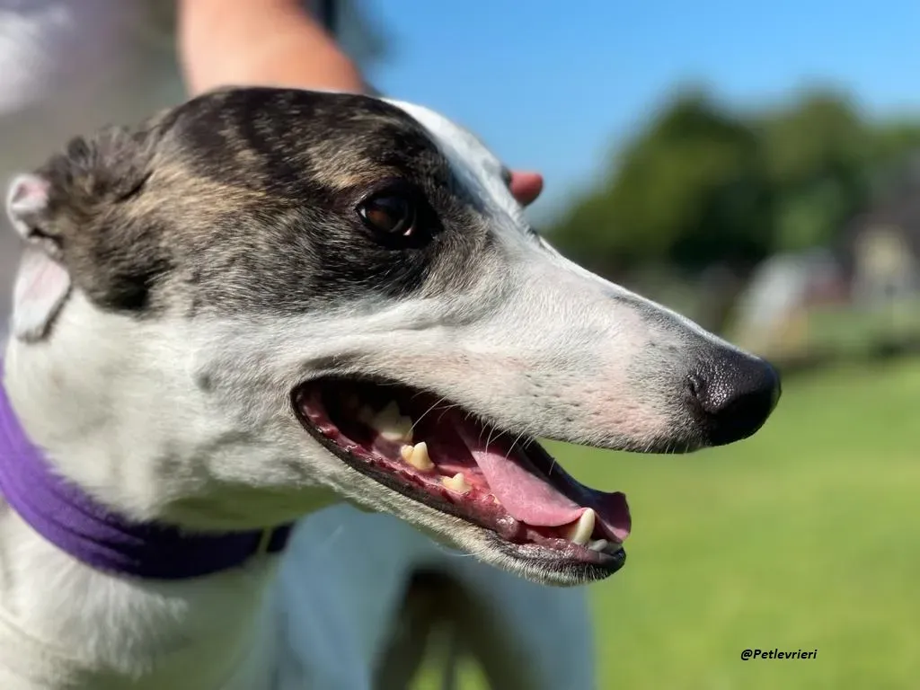 FRODO GREYHOUND ADOZIONE LEVRIERI 4 1
