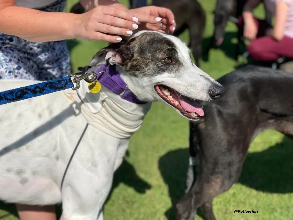 FRODO GREYHOUND ADOZIONE LEVRIERI 5 1