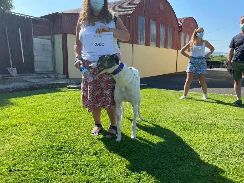 FRODO GREYHOUND ADOZIONE LEVRIERI 6 1