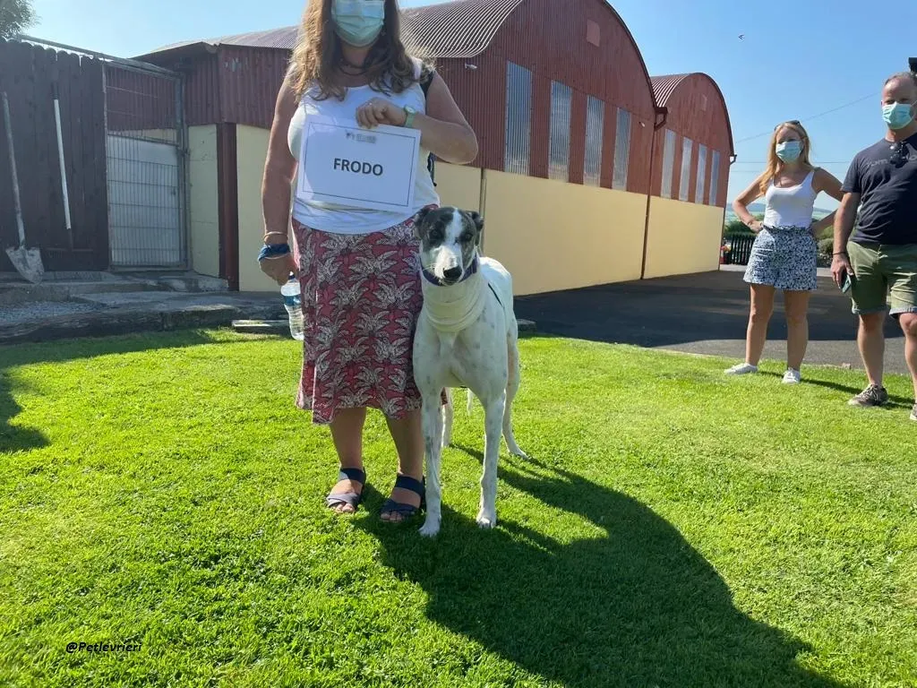 FRODO GREYHOUND ADOZIONE LEVRIERI 7 1