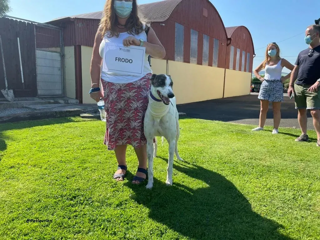 FRODO GREYHOUND ADOZIONE LEVRIERI 8