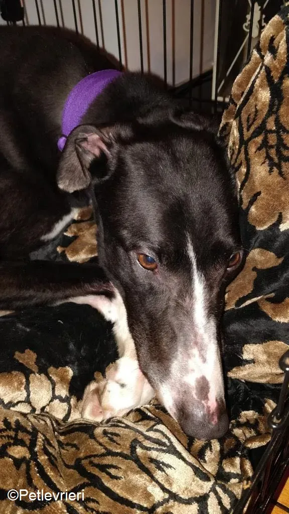 Fabinho adozione levrieri greyhound 1