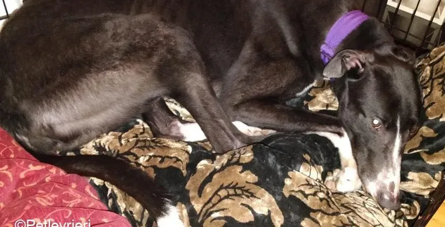 Fabinho adozione levrieri greyhound 2 e1616317753963