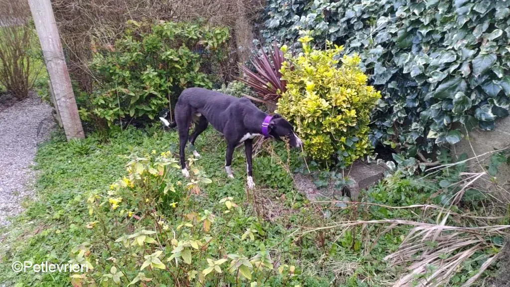 Fabinho adozione levrieri greyhound 3