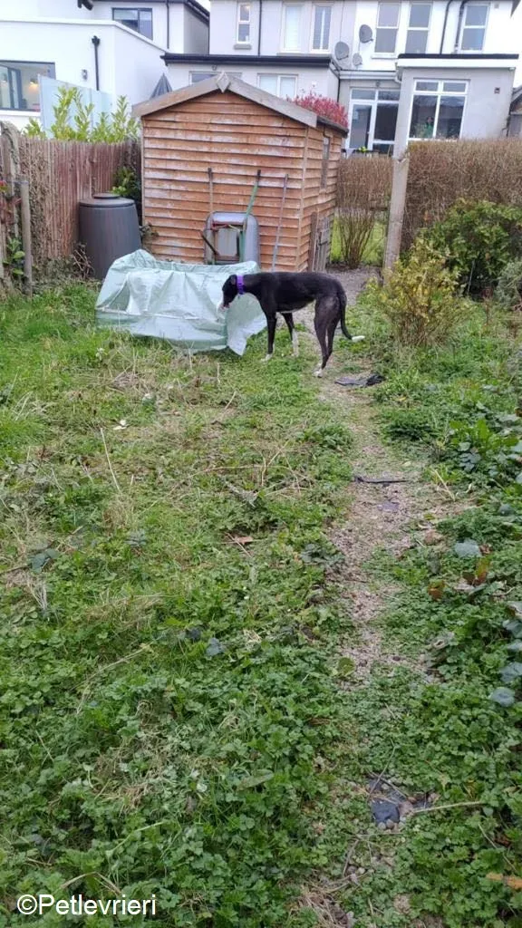 Fabinho adozione levrieri greyhound 4