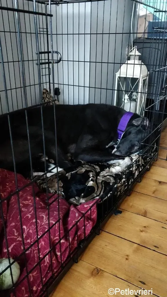 Fabinho adozione levrieri greyhound 5