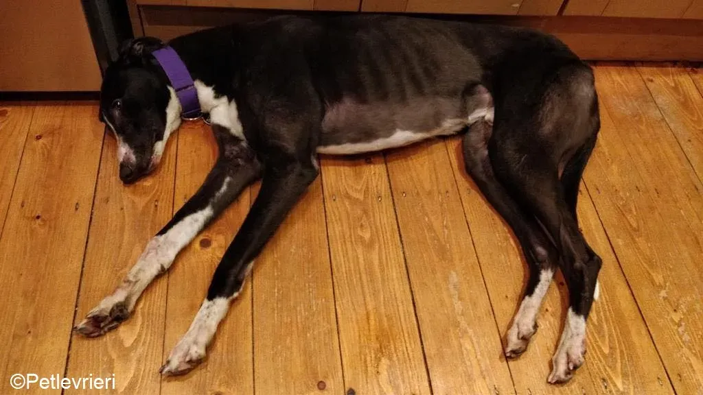 Fabinho adozione levrieri greyhound 6