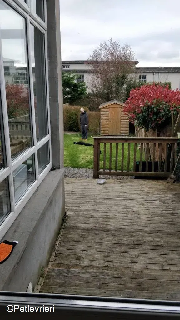 Fabinho adozione levrieri greyhound 7