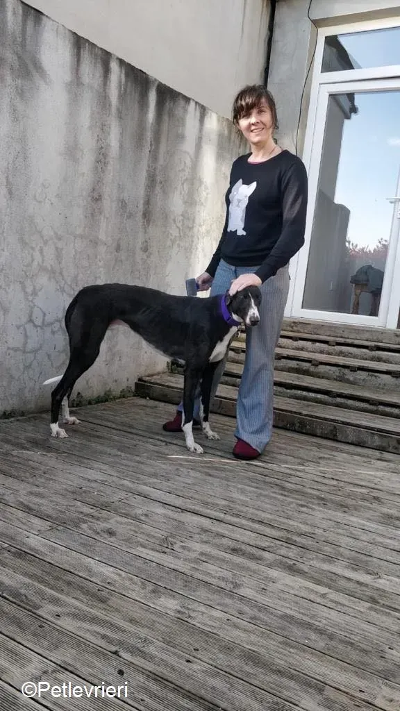 Fabinho adozione levrieri greyhound 8