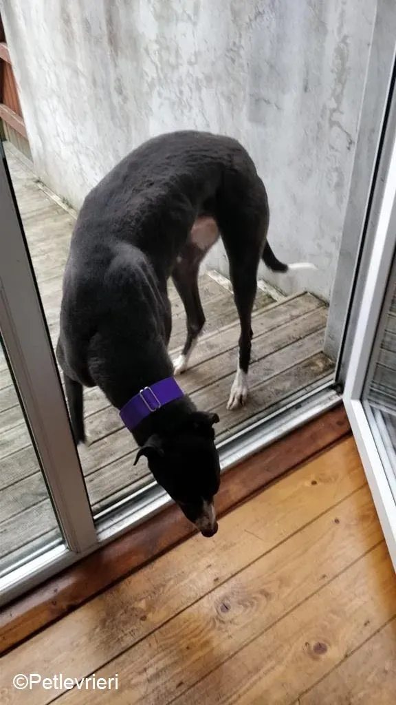 Fabinho adozione levrieri greyhound 9