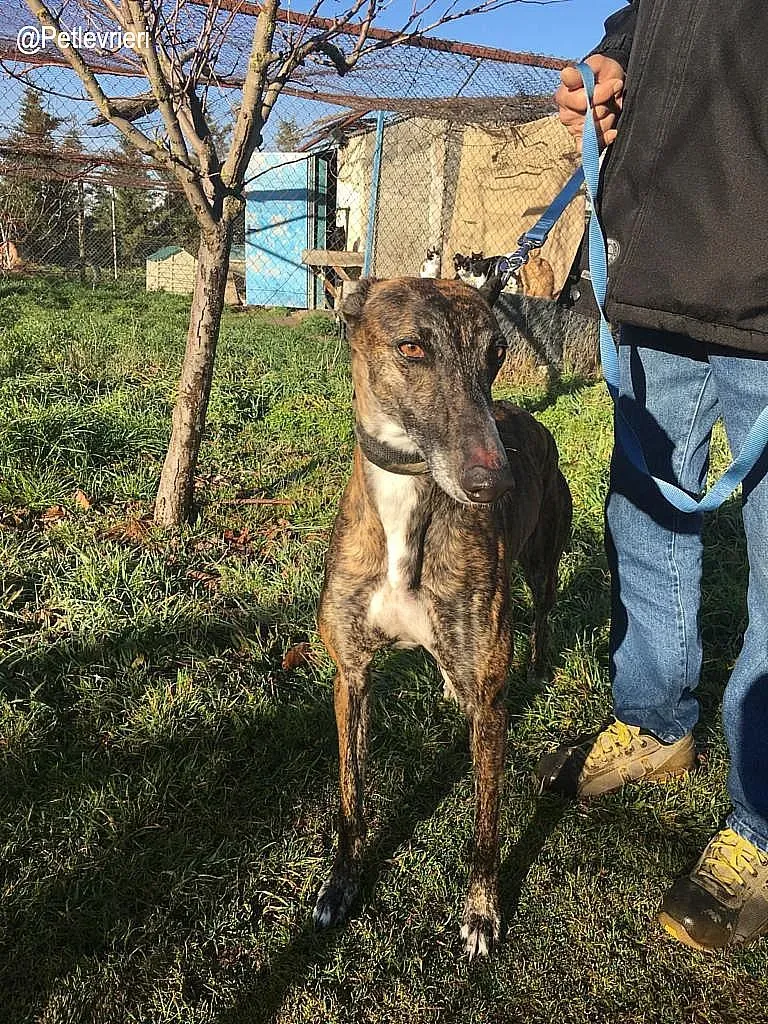 Faena de la Romera adozione levrieri galgo 1