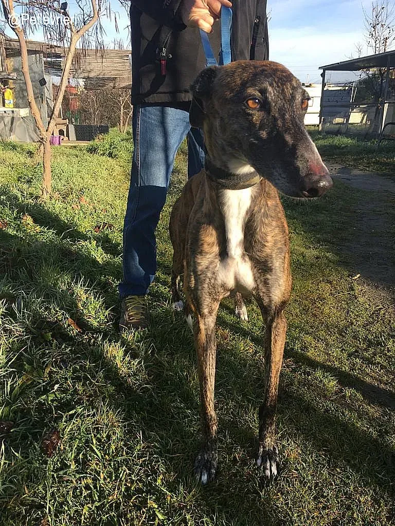 Faena de la Romera adozione levrieri galgo 2