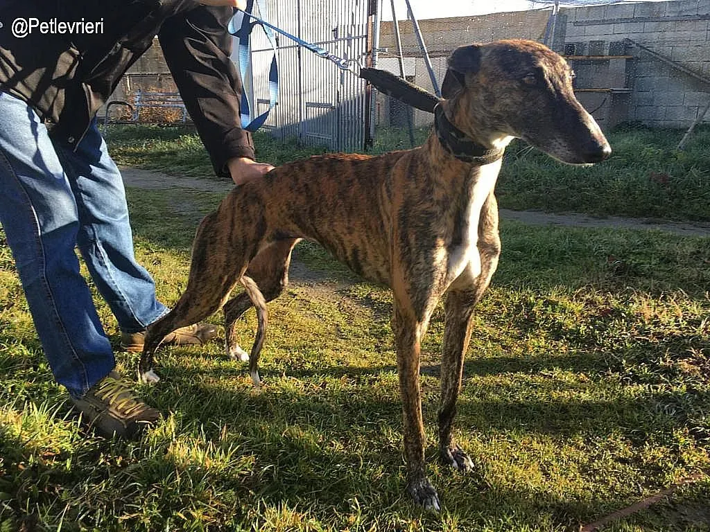 Faena de la Romera adozione levrieri galgo 3