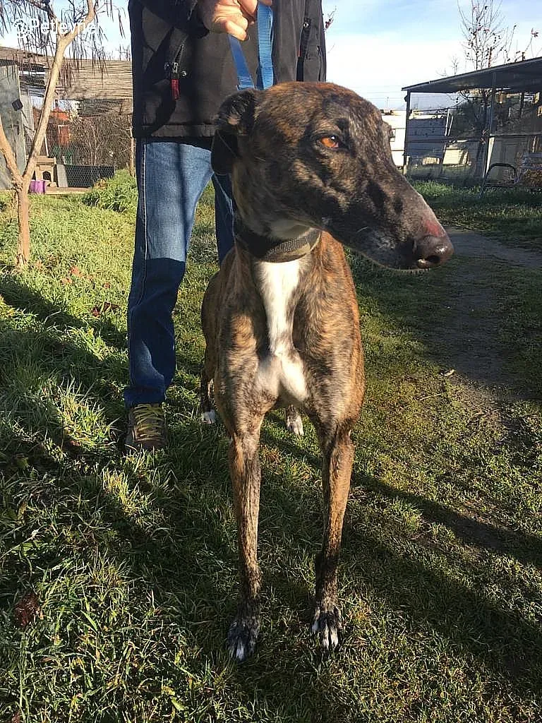 Faena de la Romera adozione levrieri galgo 4