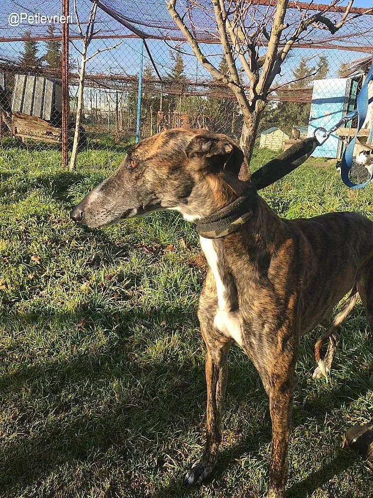 Faena de la Romera adozione levrieri galgo 5