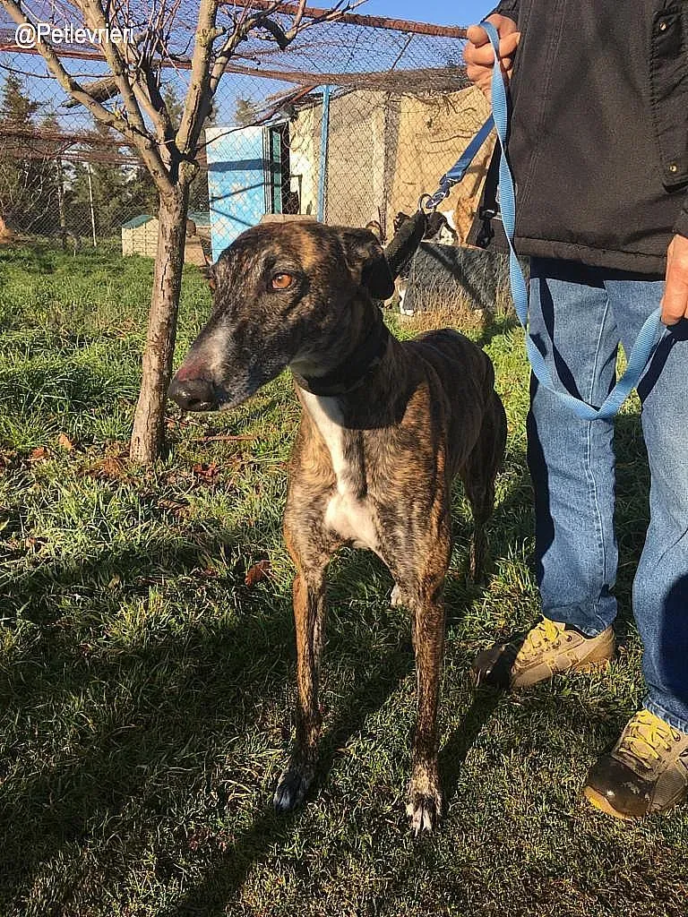 Faena de la Romera adozione levrieri galgo 6
