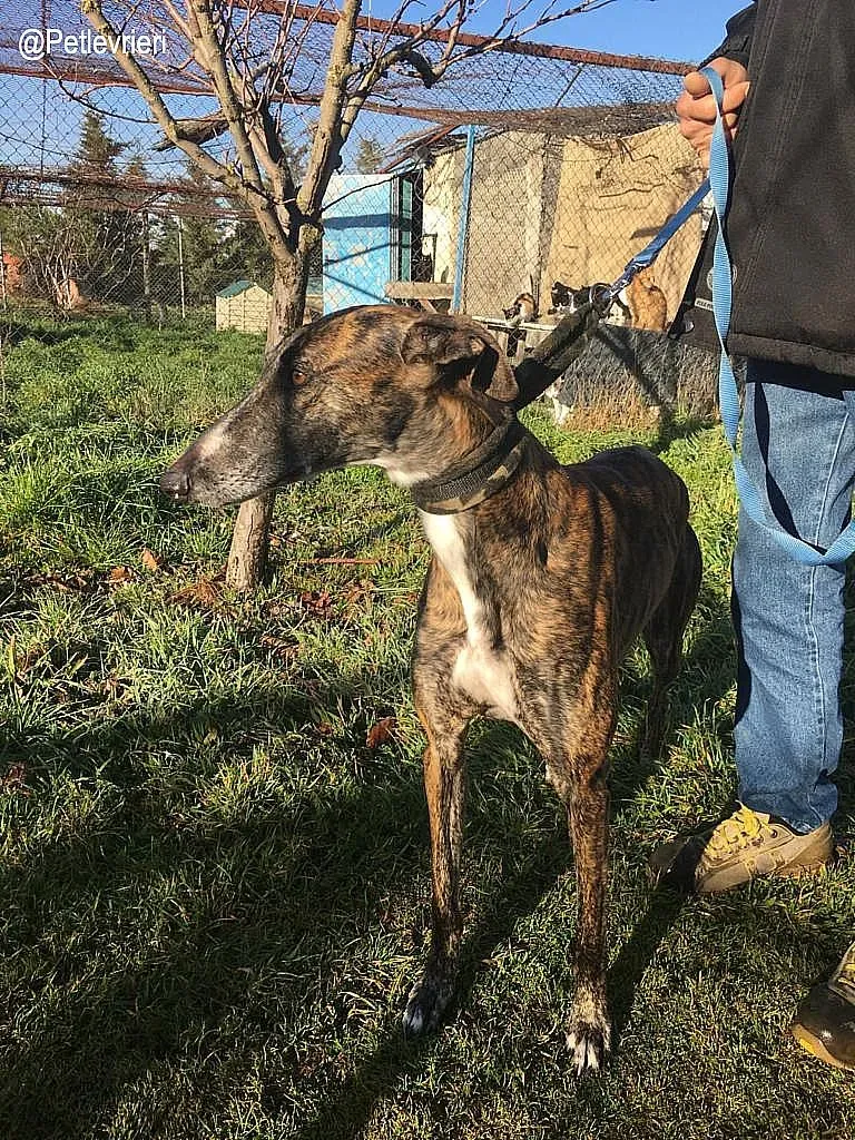 Faena de la Romera adozione levrieri galgo 7