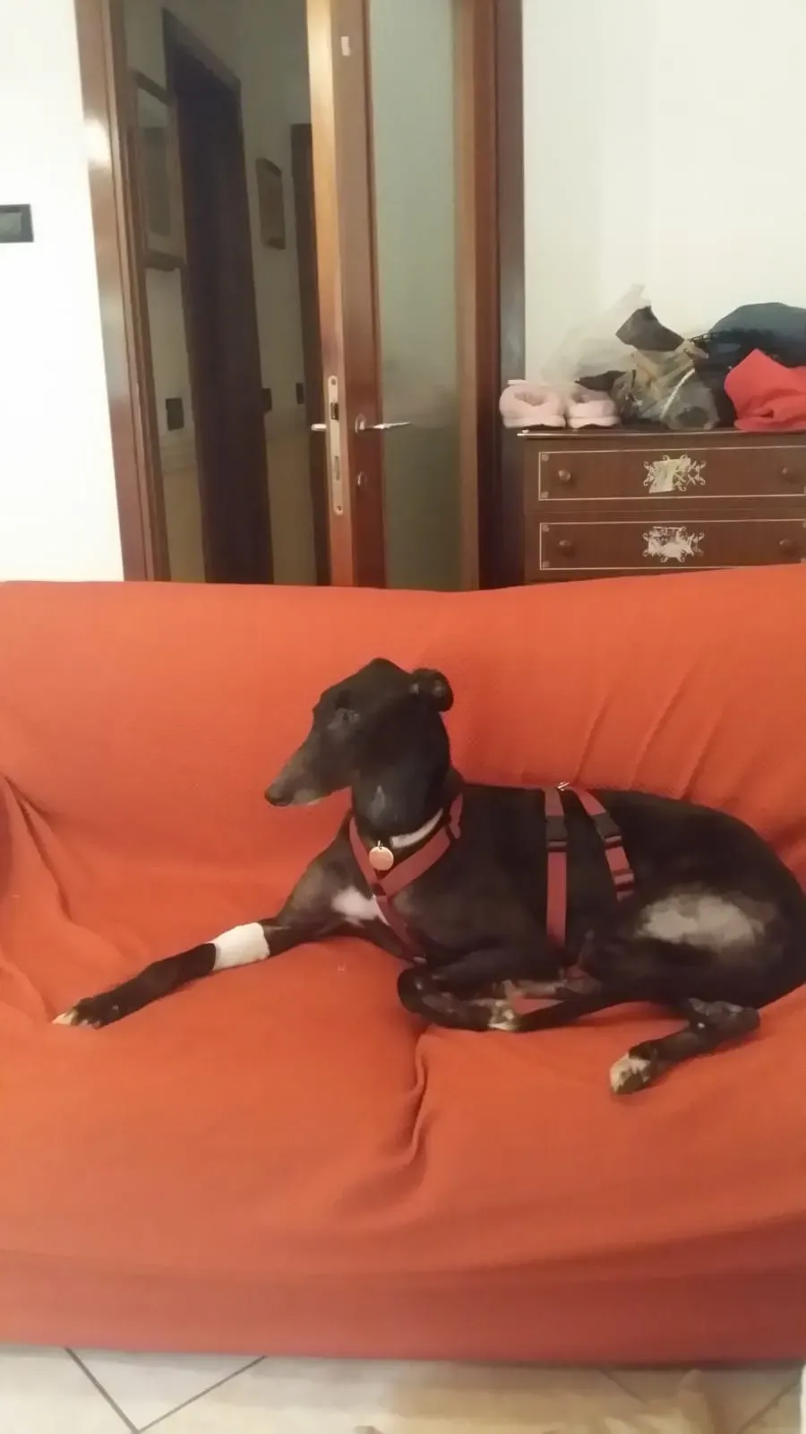 Fairy Lamma Greyhound Macao Adozione Levrieri