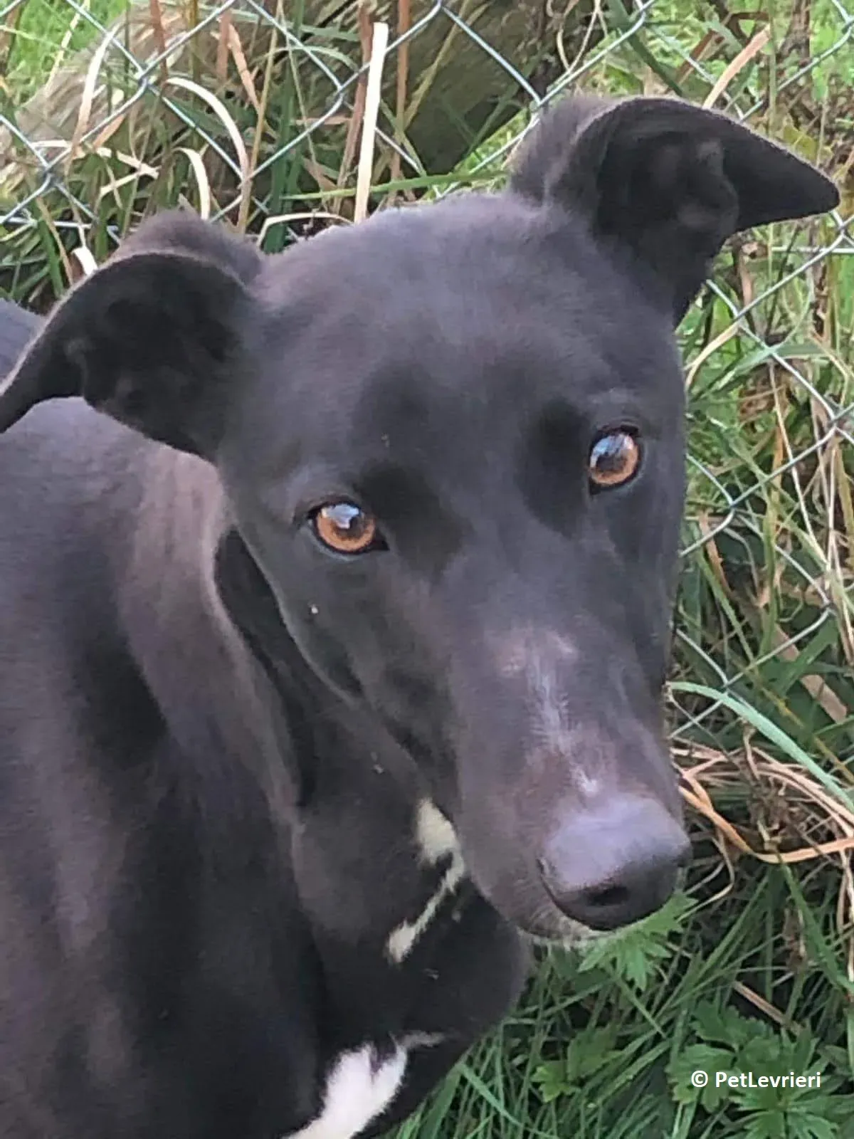 Fairy adozione levrieri greyhound 1