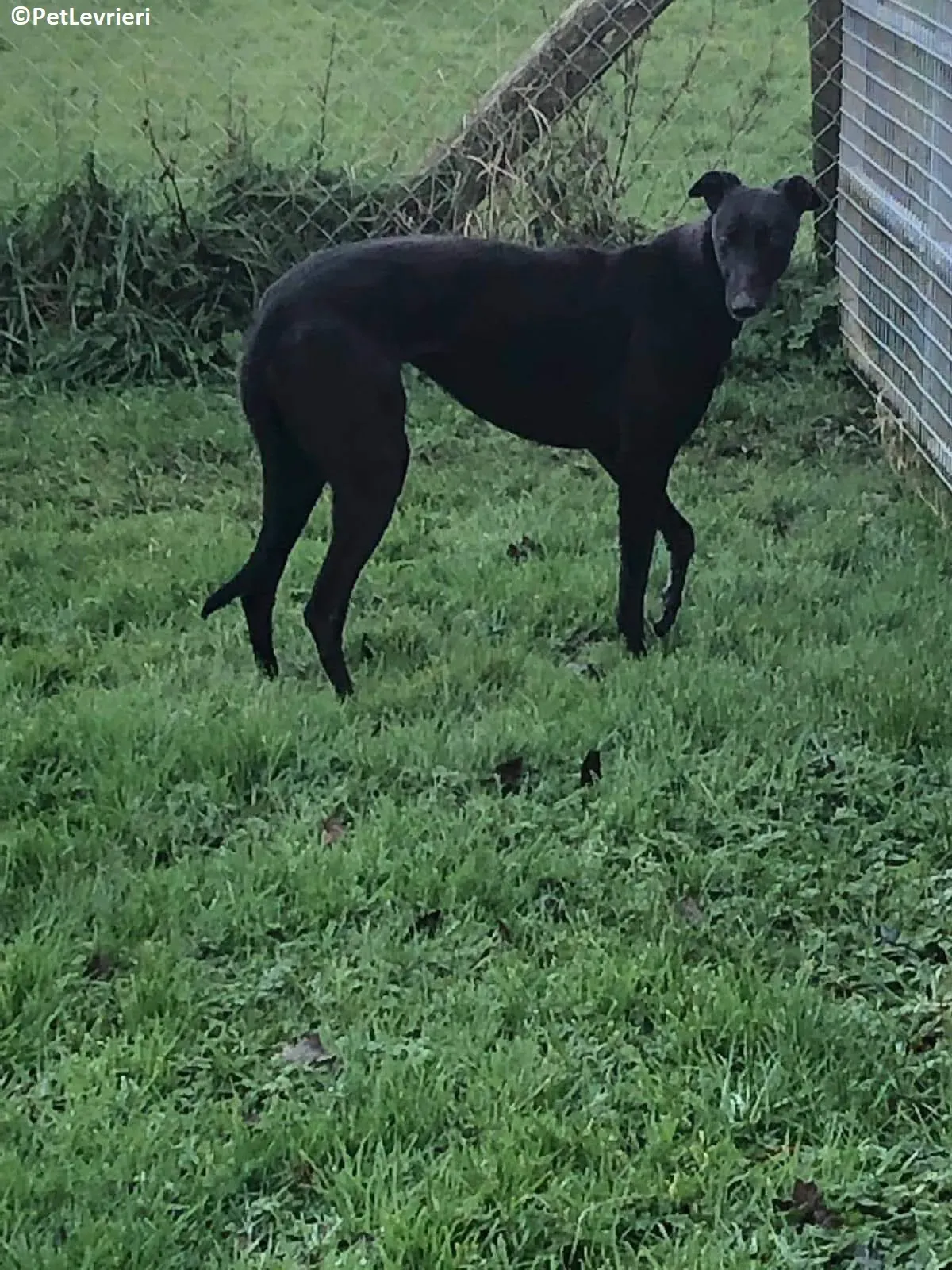 Fairy adozione levrieri greyhound 2