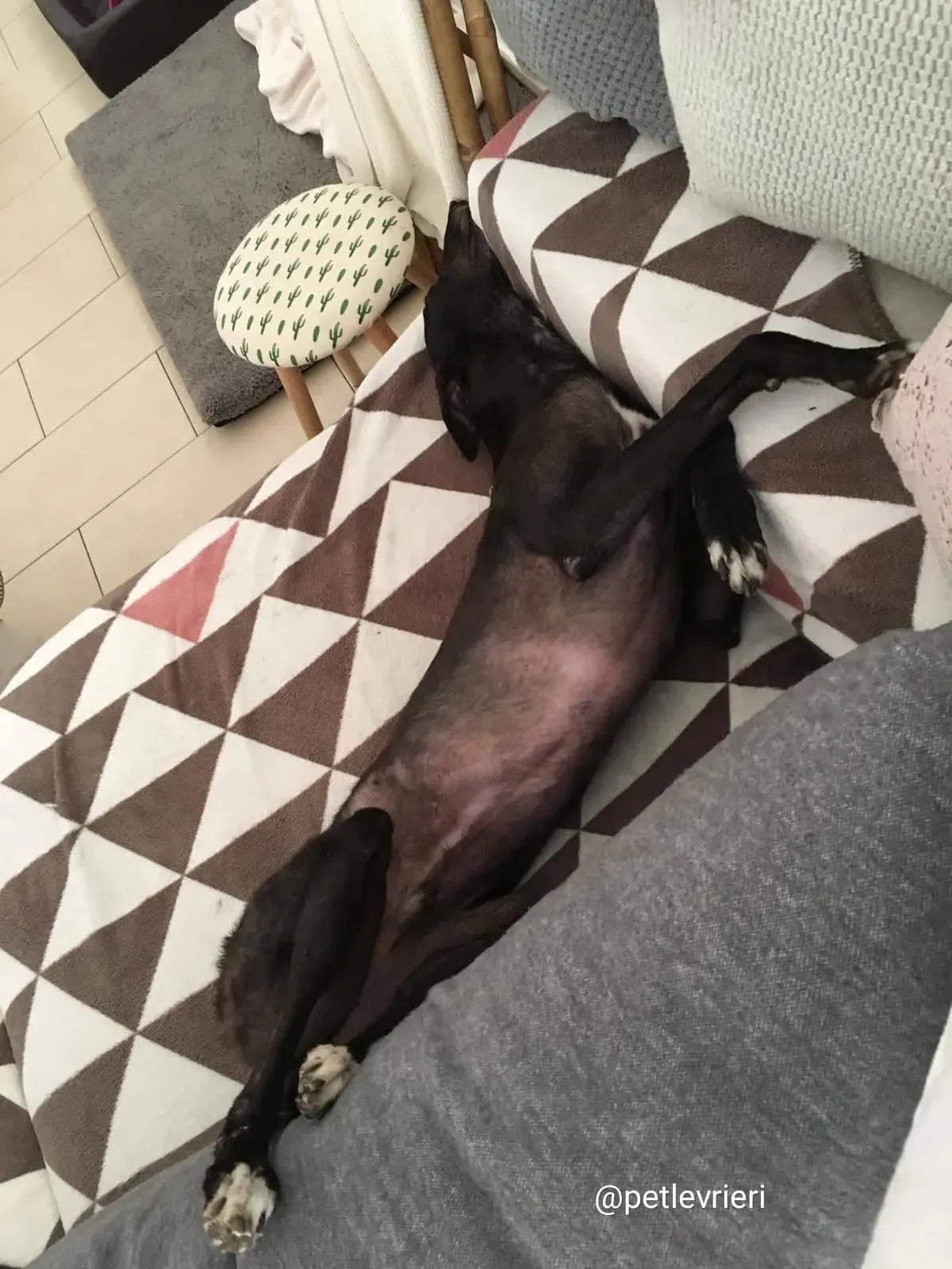 FairyLamma adozione greyhound Macao