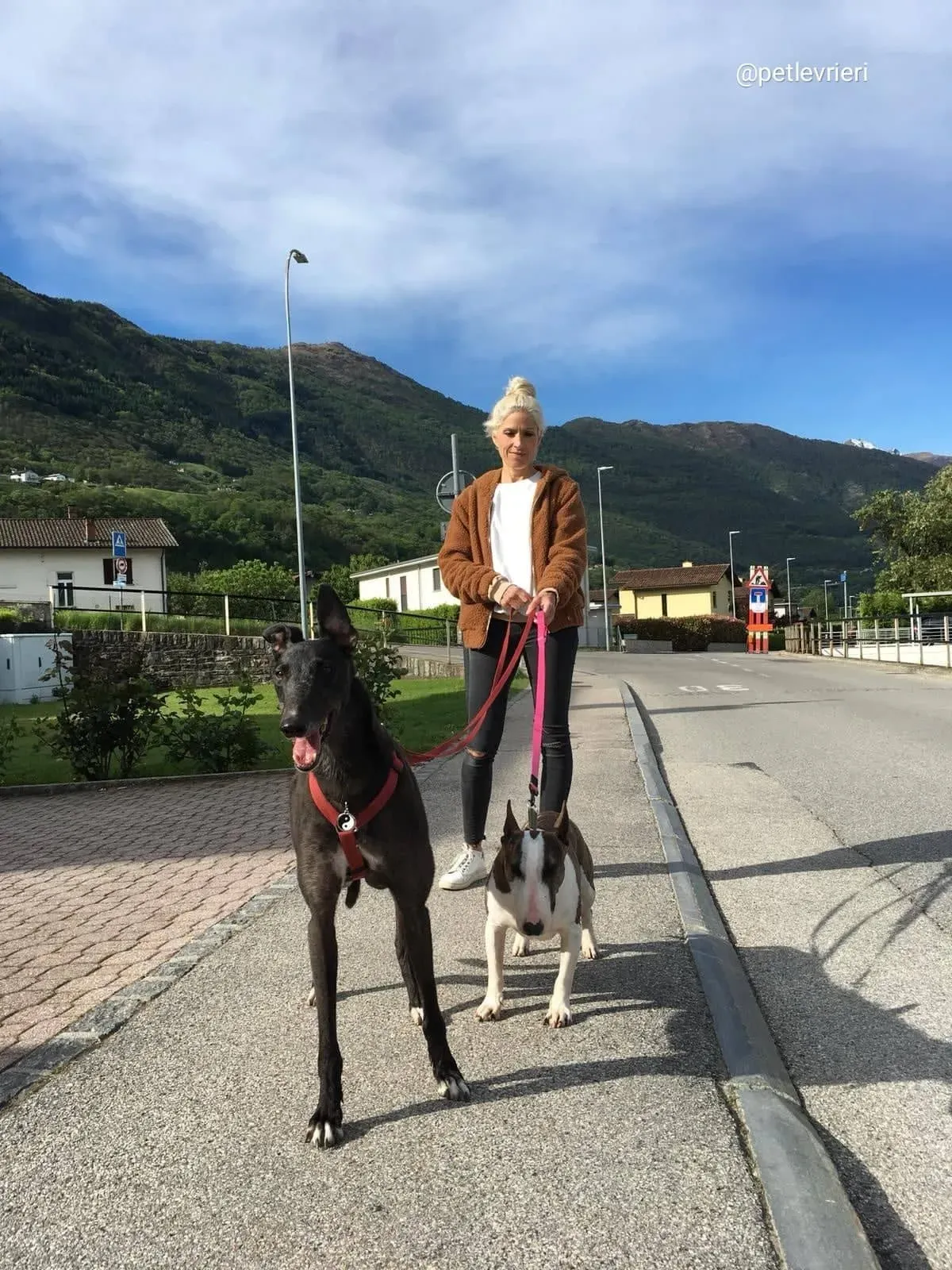 FairyLamma adozione greyhound macao 1 1