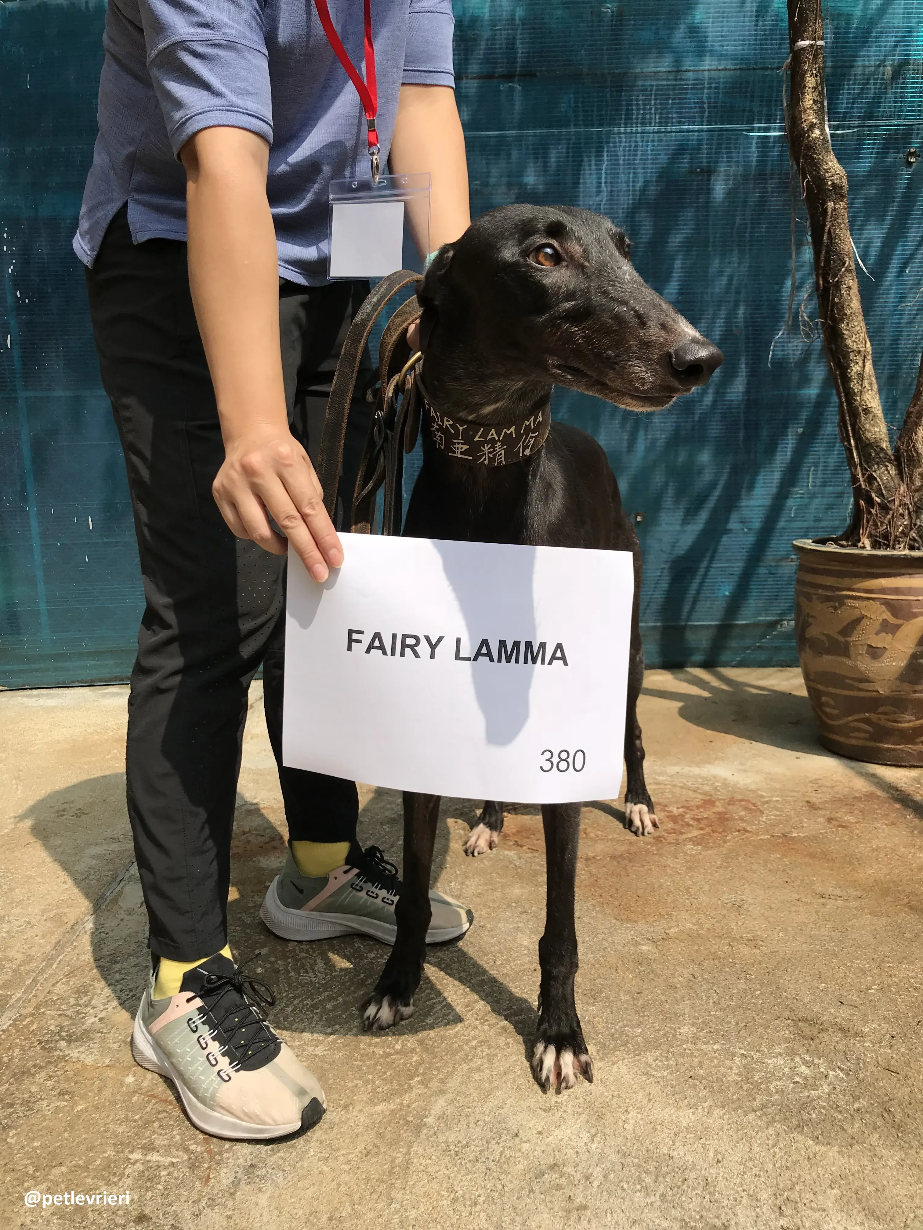 FairyLamma adozione greyhound macao 1