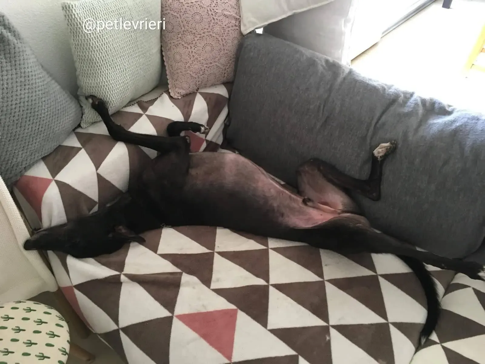 FairyLamma adozione greyhound macao 2 1