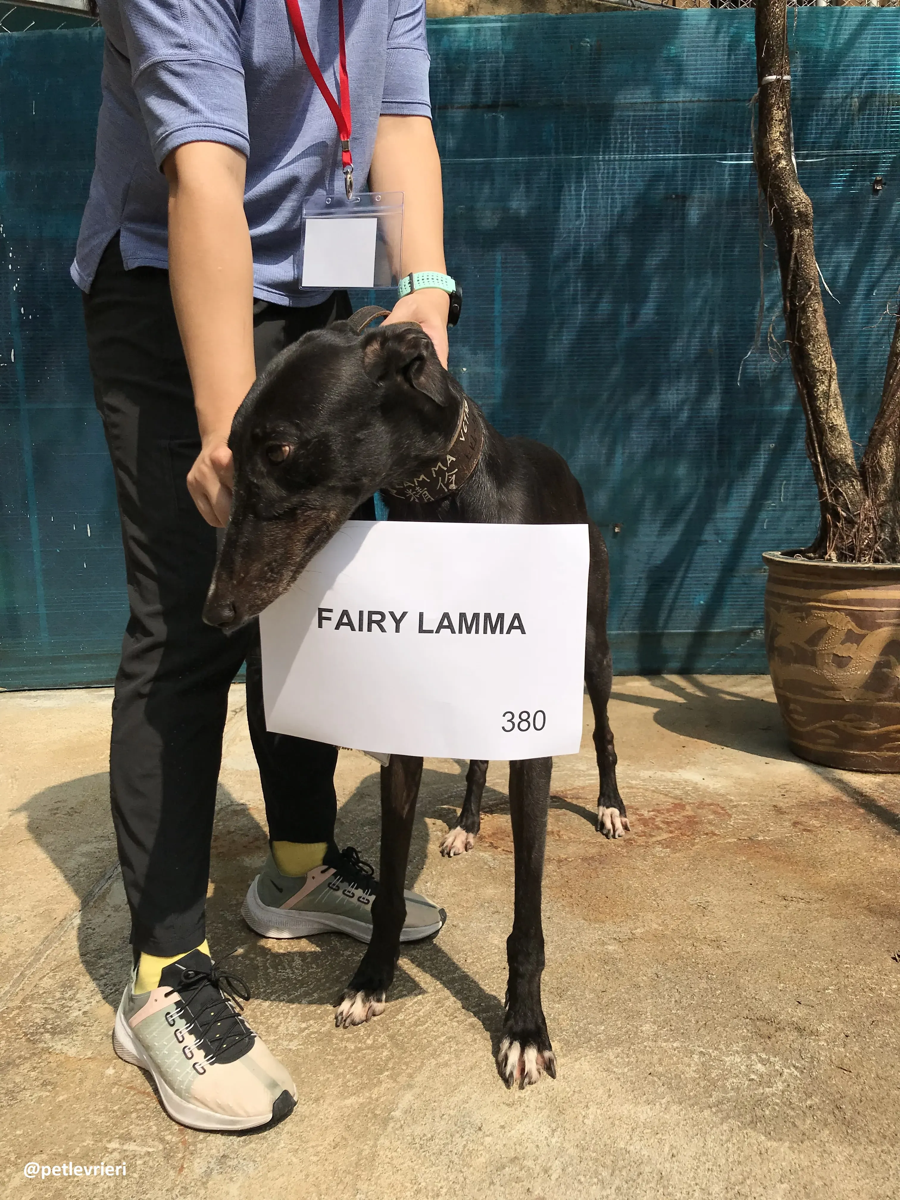 FairyLamma adozione greyhound macao 2