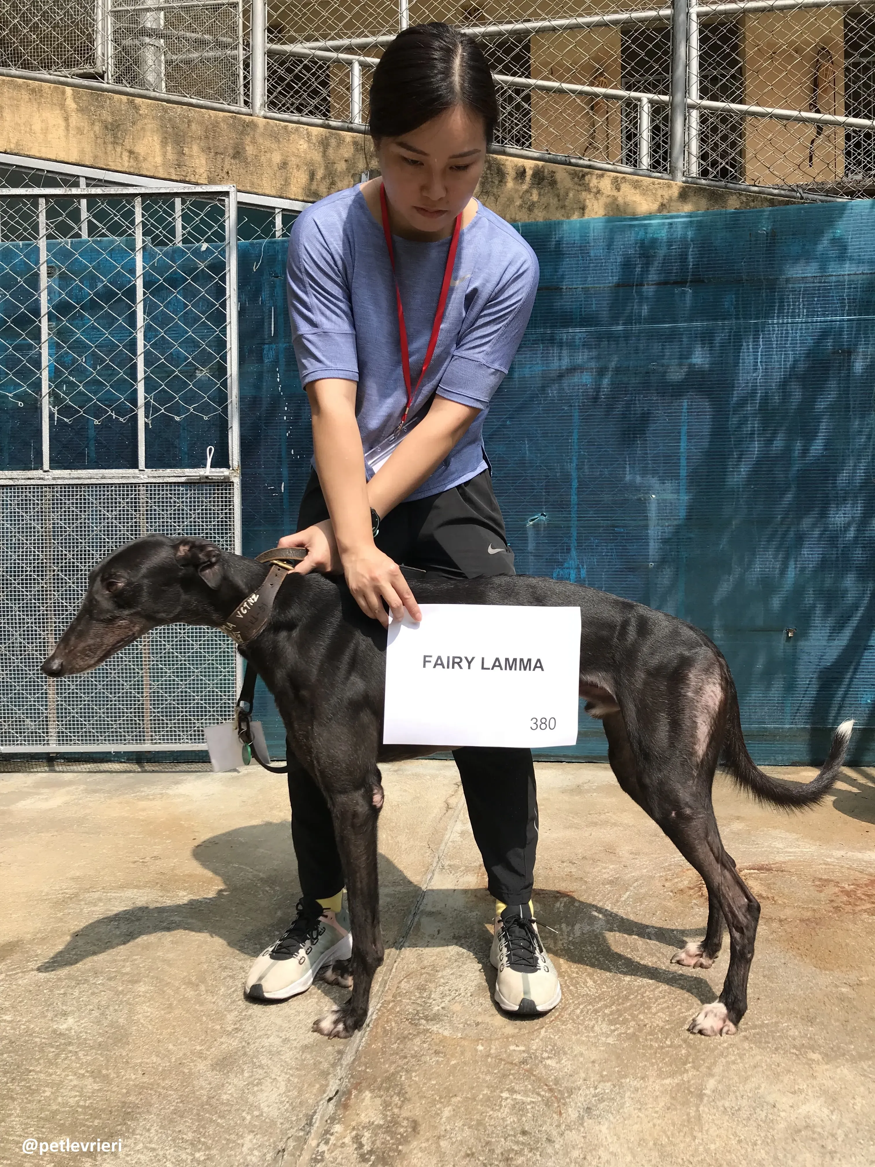 FairyLamma adozione greyhound macao 3