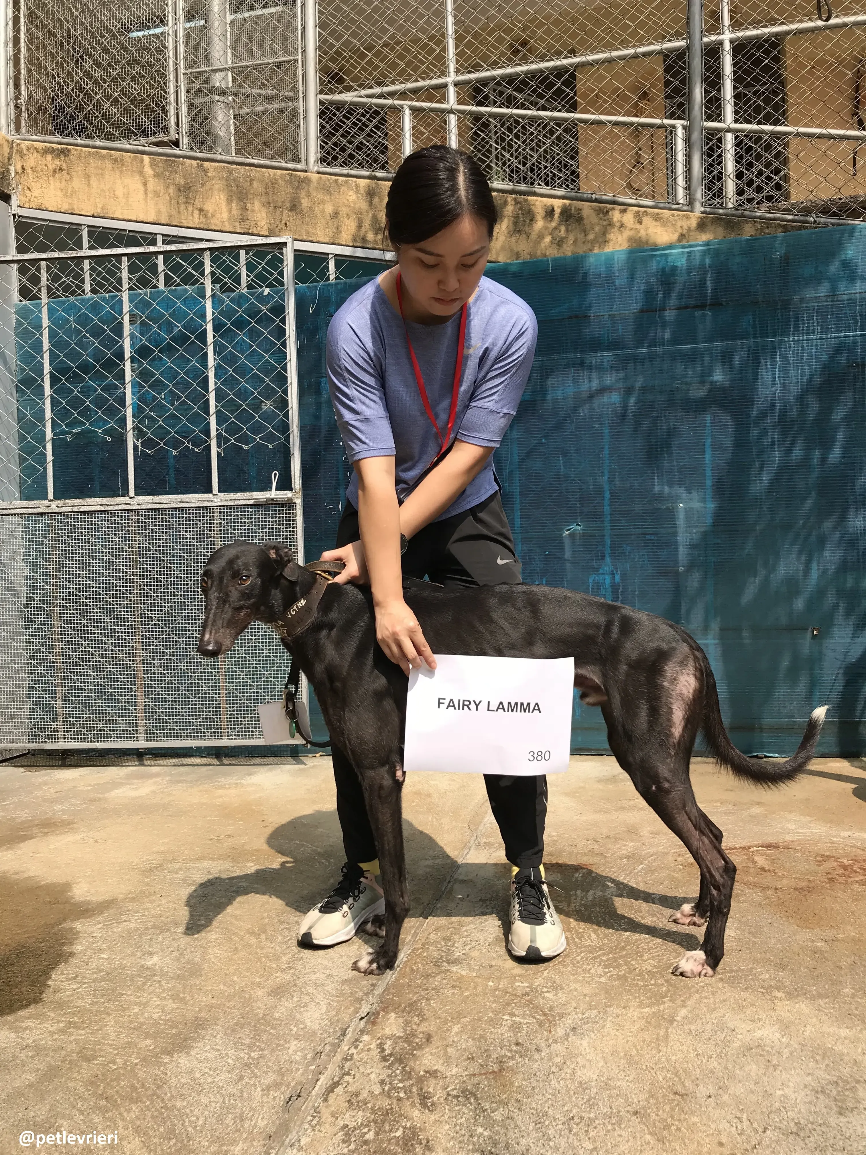 FairyLamma adozione greyhound macao 4