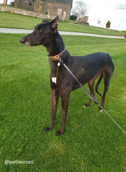 Falcon adozione greyhound 10