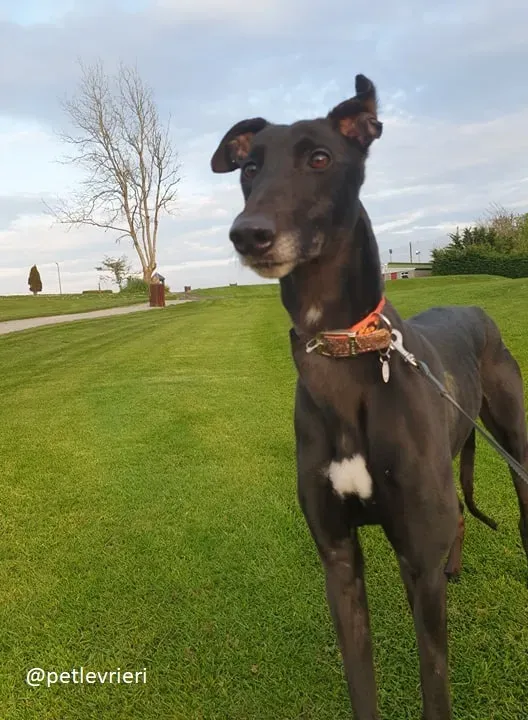 Falcon adozione greyhound 11