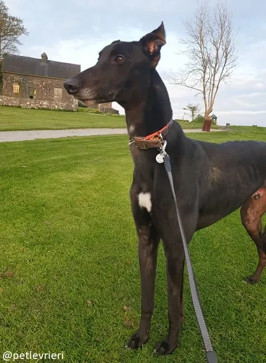 Falcon adozione greyhound 12