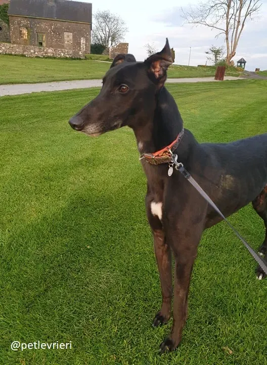 Falcon adozione greyhound 13