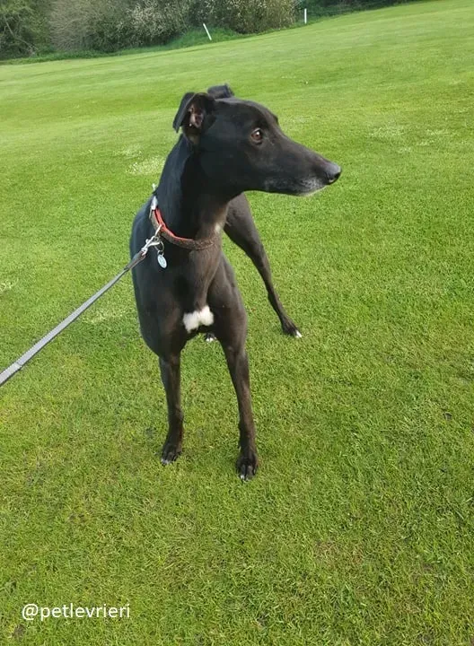 Falcon adozione greyhound 2 1