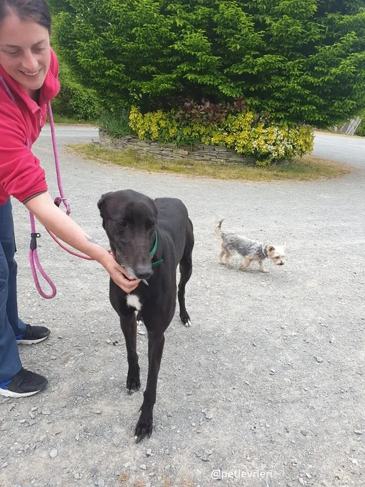 Falcon adozione greyhound 2