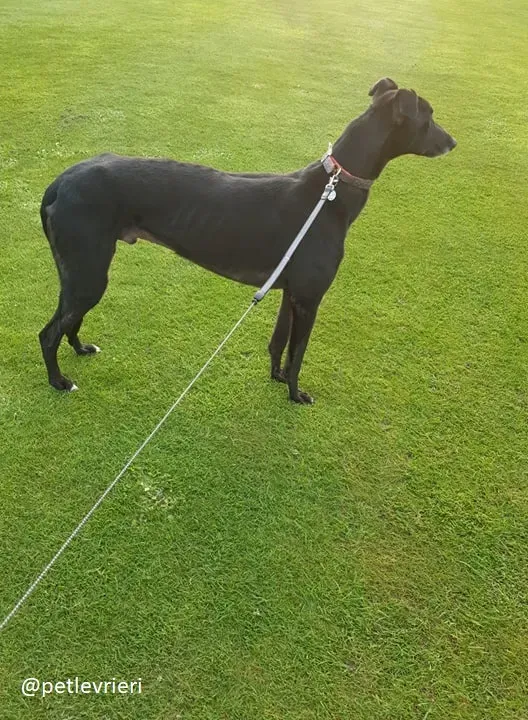 Falcon adozione greyhound 3 1